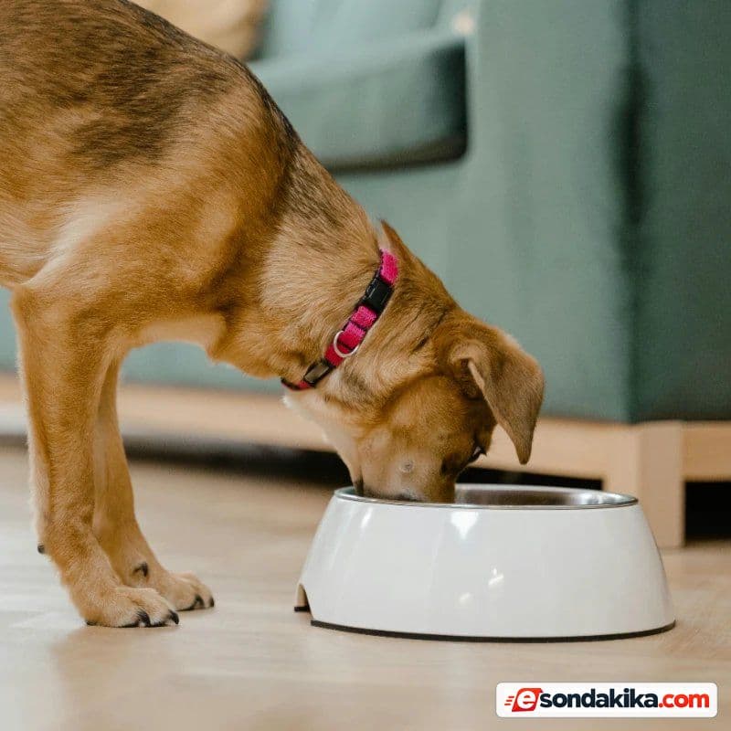 MASAK Inspects Stray-Animal Associations; Action Sought Against 55