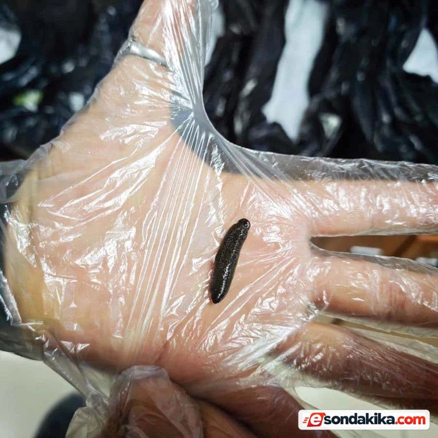 25,000 live leeches seized at Kayseri Airport