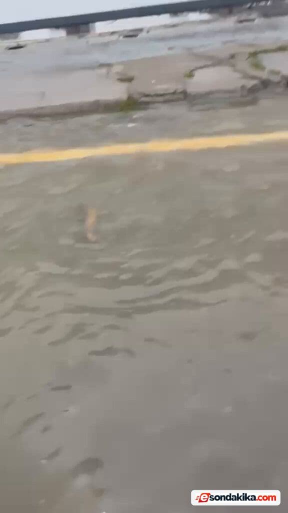 Driver gives way to a fish in Istanbul