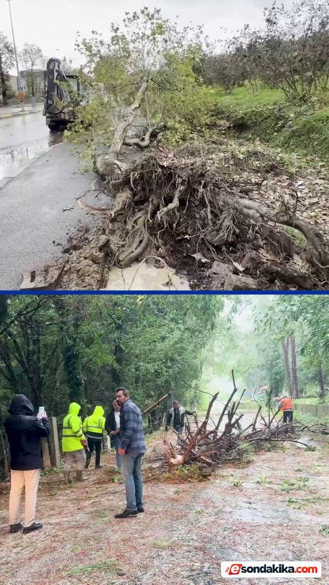 Sakarya ve Bartın’da fırtına: Ağaçlar devrildi, trafik aksadı