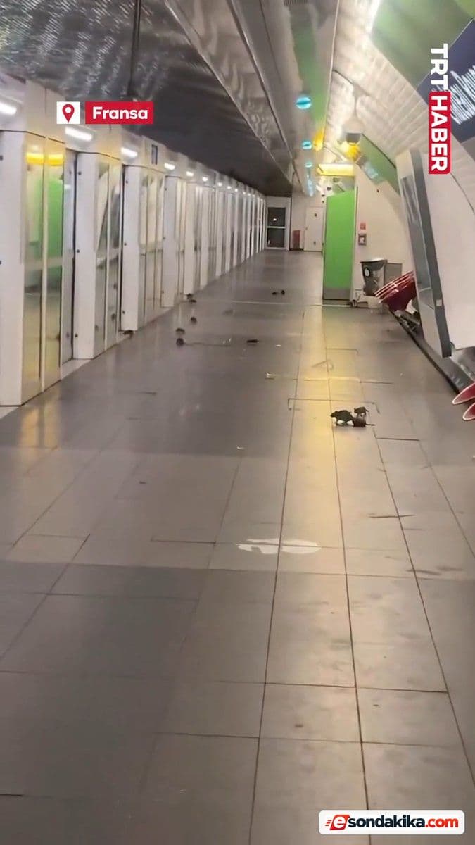 Paris’te bir metro istasyonunu fareler bastı